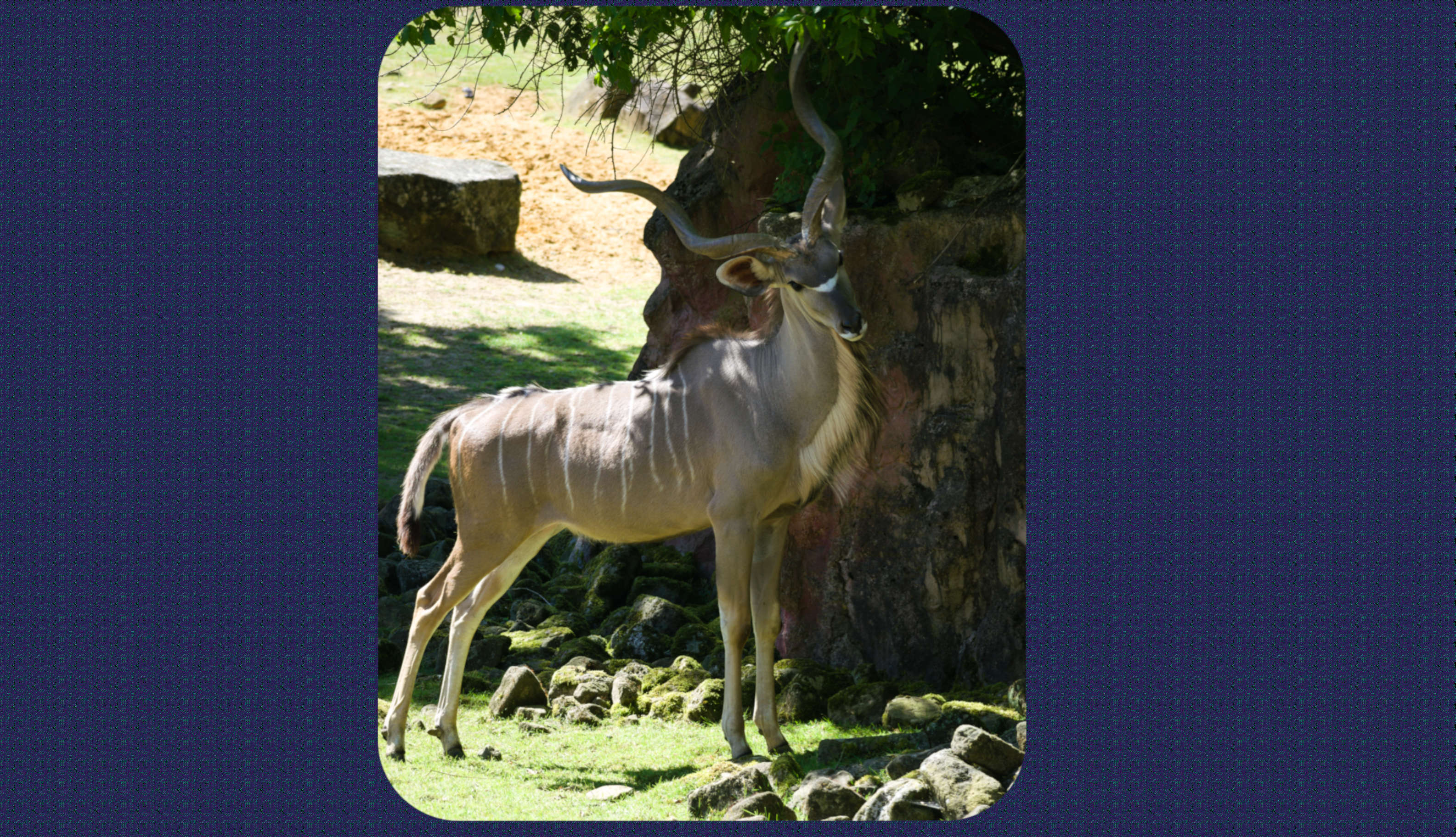 ZOOM Erlebniswelt Grosser Kudu